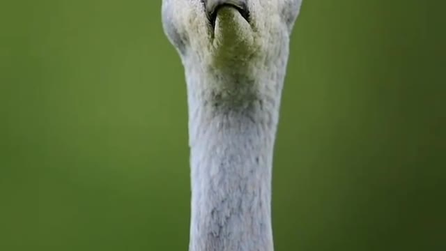 sandhills looks very sad!