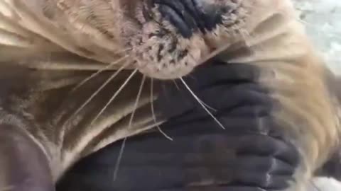 Seal Pets Back