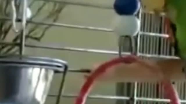 The dog watching the parrot eat