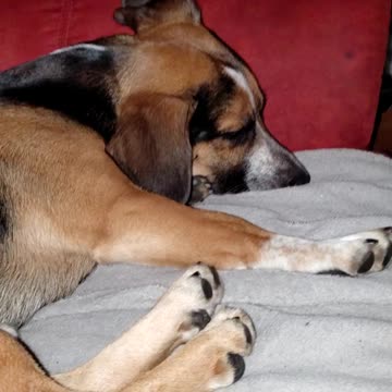 Hades the grumpy pup