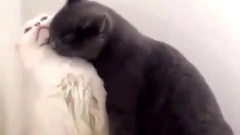 cats love story