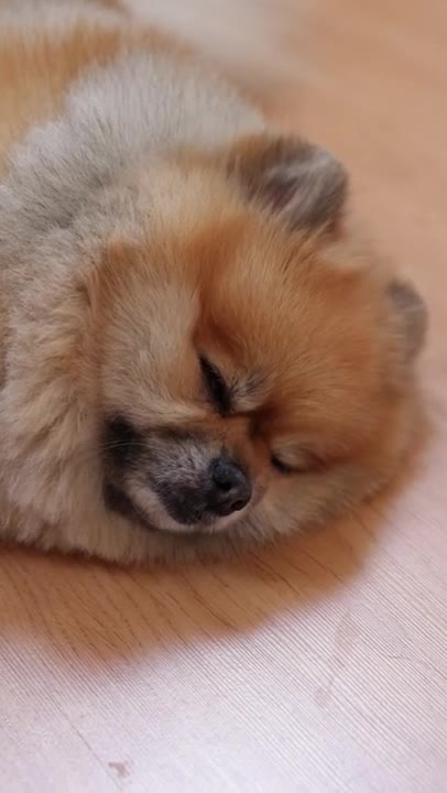 Close Up View of a Dog Sleeping