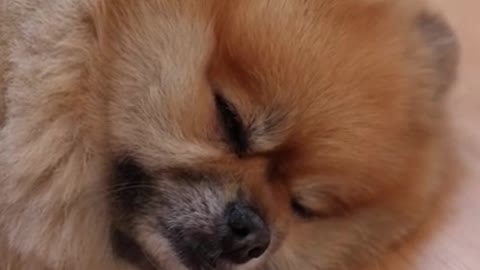 Close Up View of a Dog Sleeping