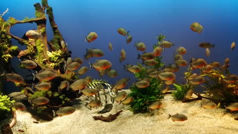 Lunch time for cutties!