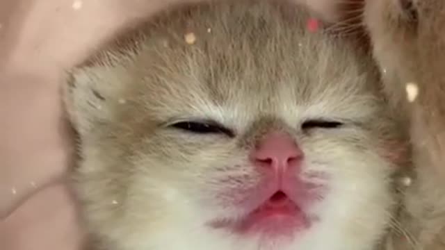 Adorable cat trying to sleep