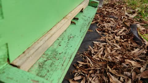 Bees November 28