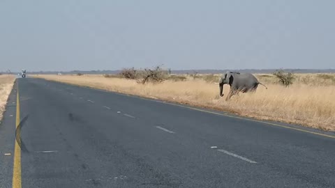 African elefant