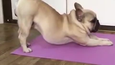 This pug loves yoga.