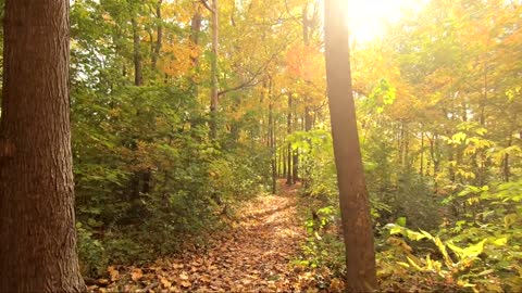 Meditation/Relaxation Cinematic Music - Aerial Forest Footage