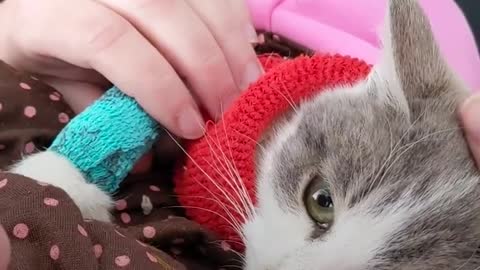 Rescue Cat Loves Being Wrapped Up In Cozy Sweaters