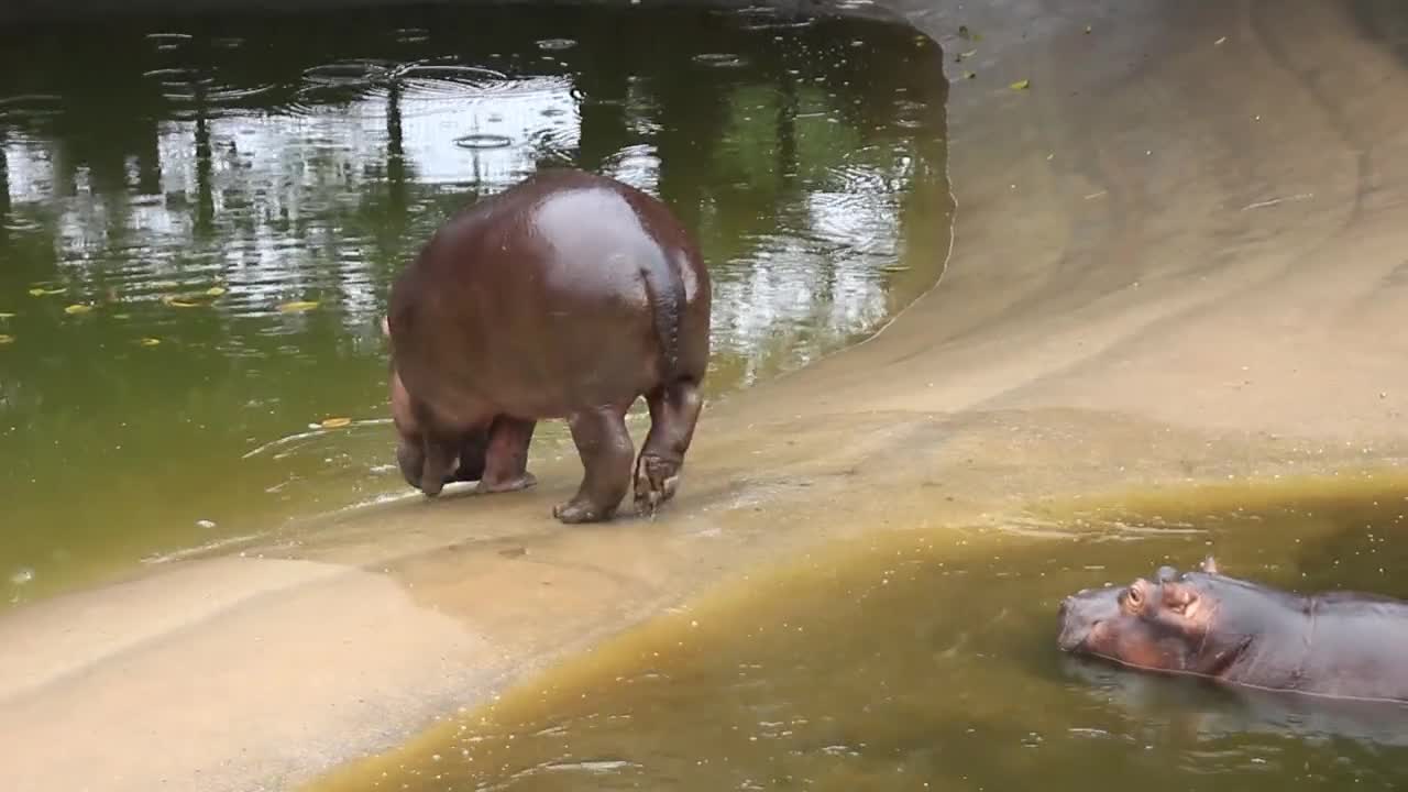 Big hippo