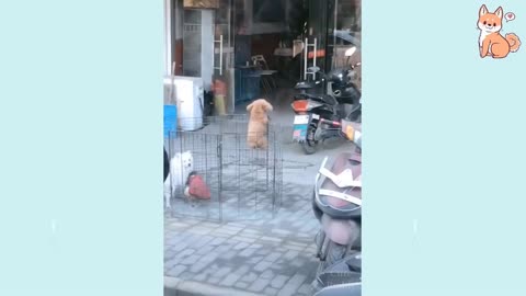 Cutest puppies ever 11