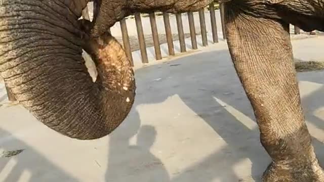 Nimble little nose