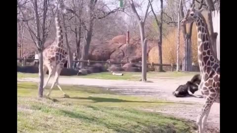 Ostrich got kick down