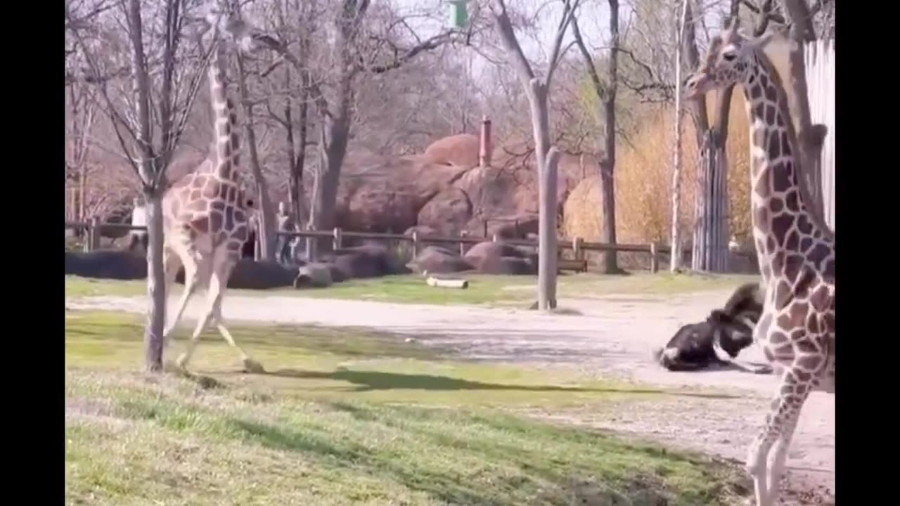 Ostrich got kick down