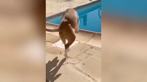 Funny Animal Videos 2023 🥰