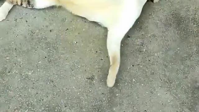 Funny video 🕊️ birds with 🐕 dog funny 🤣