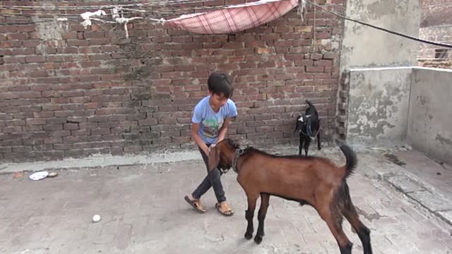 goats kids playing