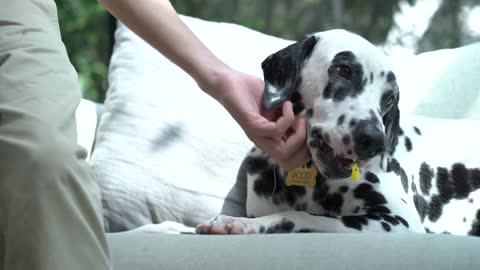 Person Petting a Dog