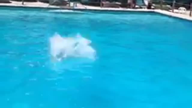 Going down slide with mexican flag bellyflop