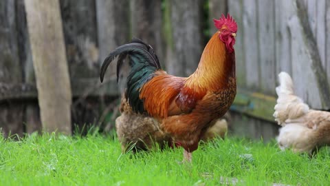 4k_ multicolor Chicken swings looking for food||