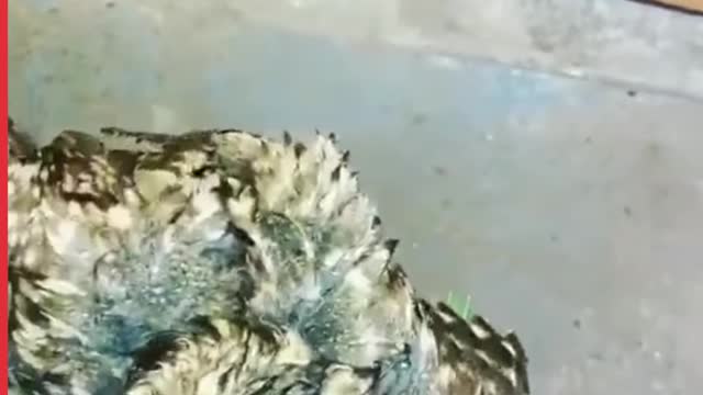 Showering Animals Cute Compilation