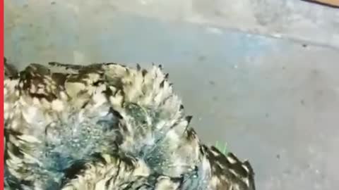 Showering Animals Cute Compilation