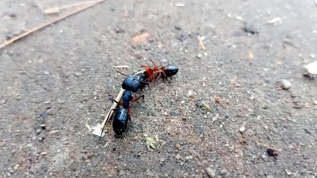 Two Ant Fighting funny video