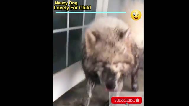 Nauty Dog Bathing in Slobs #funny #animals #funnydog