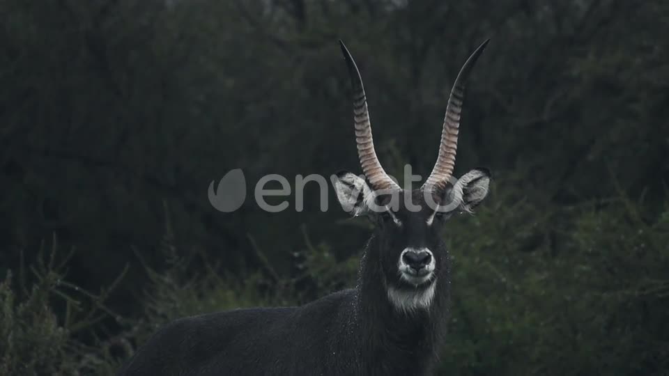 Extremely rare, melanistic male waterbuck,