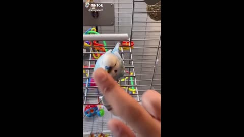 Funny and Cute Parrots Compilation