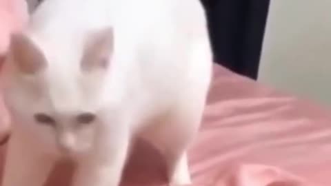 Cute Cat Dancing