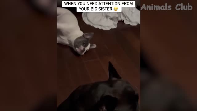 Funny Animal Videos NEW 2022