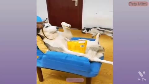 Dog waching tv funny shoot