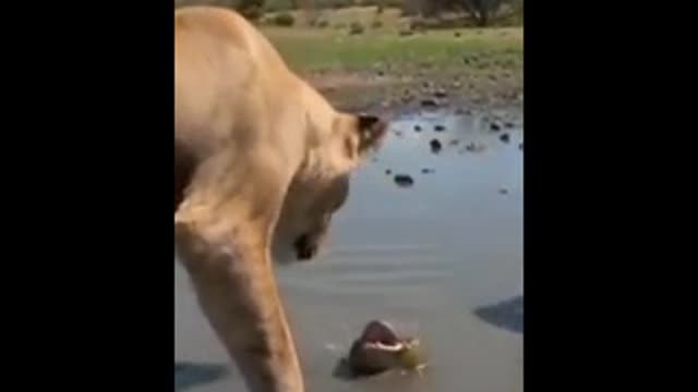 Lion VS Frog Amazing Fight And Fun