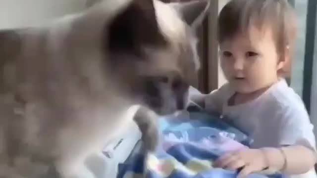 Funny time pass baby and her cat