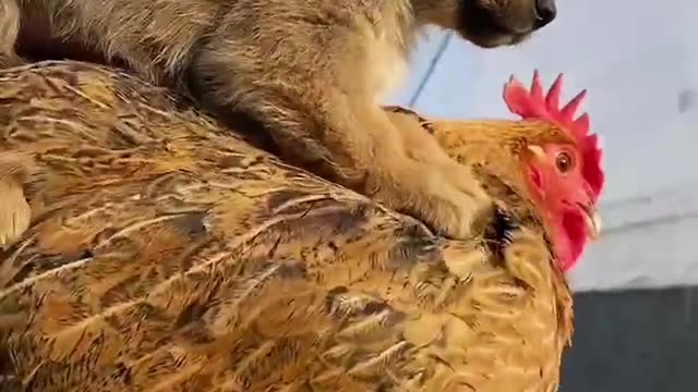 Chicken to take care of the dog