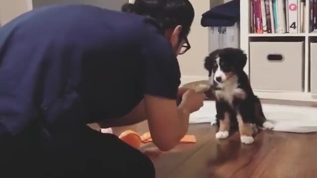 Bernese puppy gets handed treat by owner on his knees