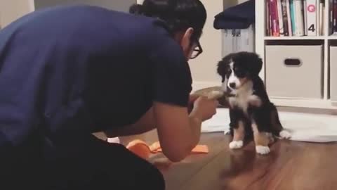 Bernese puppy gets handed treat by owner on his knees