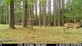 Deer Skittish as Storm (Ida) Approaches