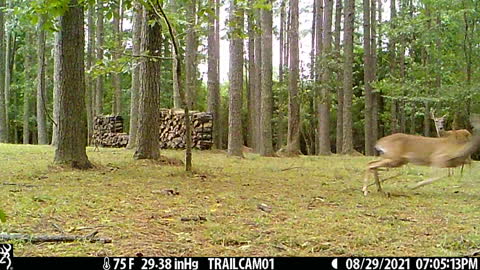 Deer Skittish as Storm (Ida) Approaches