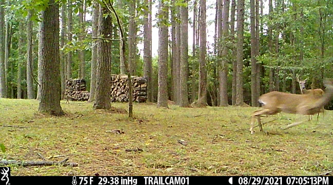 Deer Skittish as Storm (Ida) Approaches