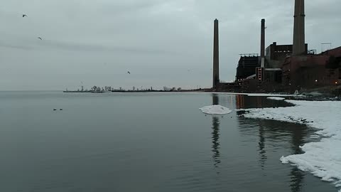 Sea Gulls flying on partial frozen lake