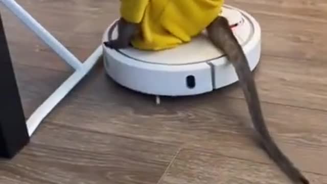 Funny Monkey riding the cleaner machine for helping to clean house