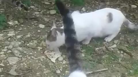 Three identical cats are looking for food in my garden😍😍😍