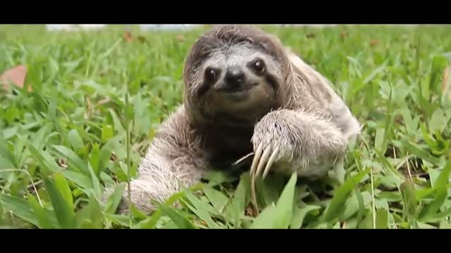 Why do sloths have a 50% chance of dying when they shit from trees!