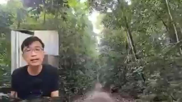 Science proves forest walk can boost immune system