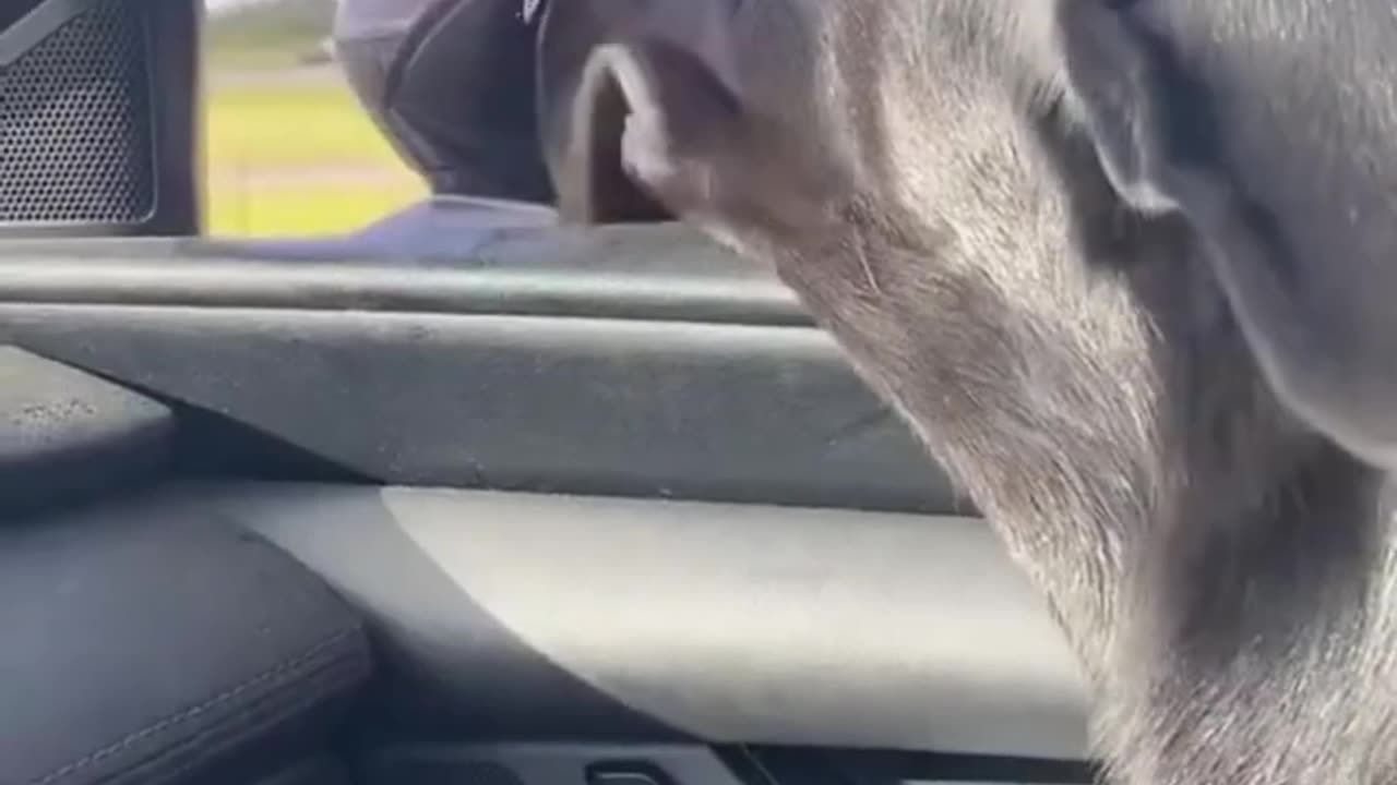 funny viral