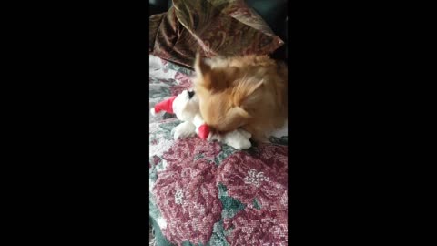 Santa Sheep Dog Show1