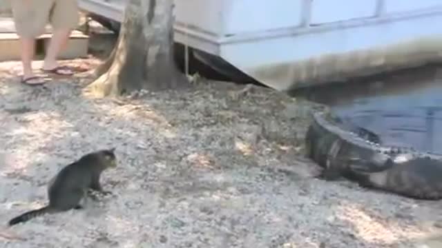 cat shows courage by defending a boy from crocodiles